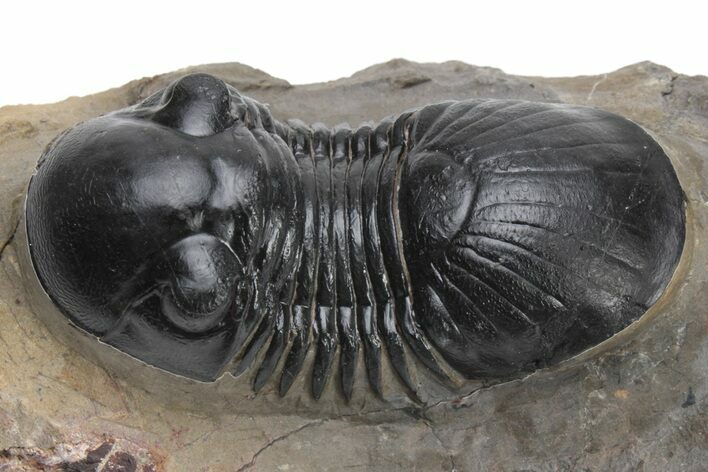 Detailed Paralejurus Trilobite - Atchana, Morocco #225353